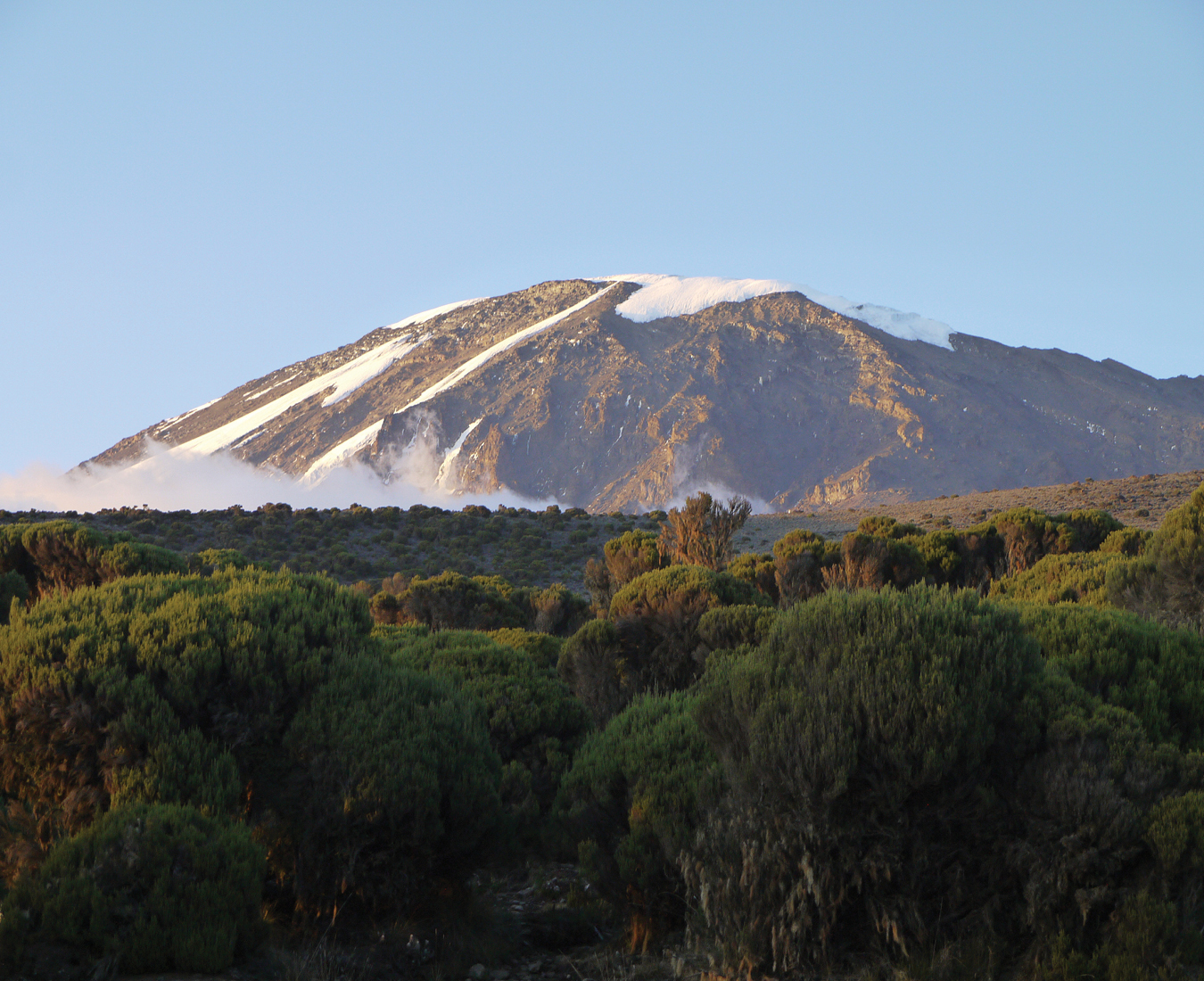 Looking across dense vegetation towards the summit of Mount Kilimanjaro.
